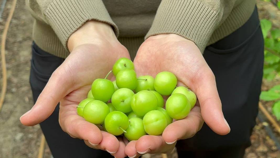 İlk hasadı yapıldı, fiyatı dudak uçuklatıyor: Erik çeyrek altın fiyatıyla yarışıyor 4